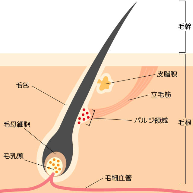 毛の構造と部位の名称