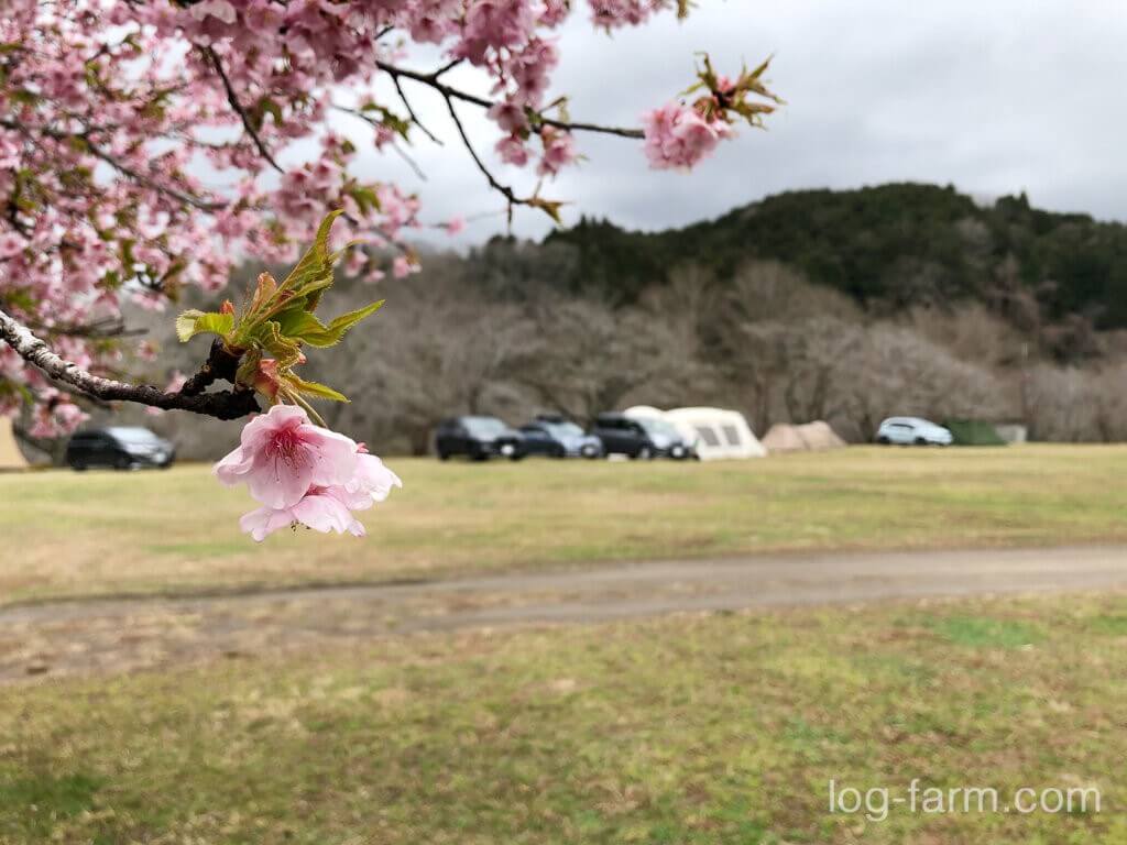カントリーパーク大川に咲く桜