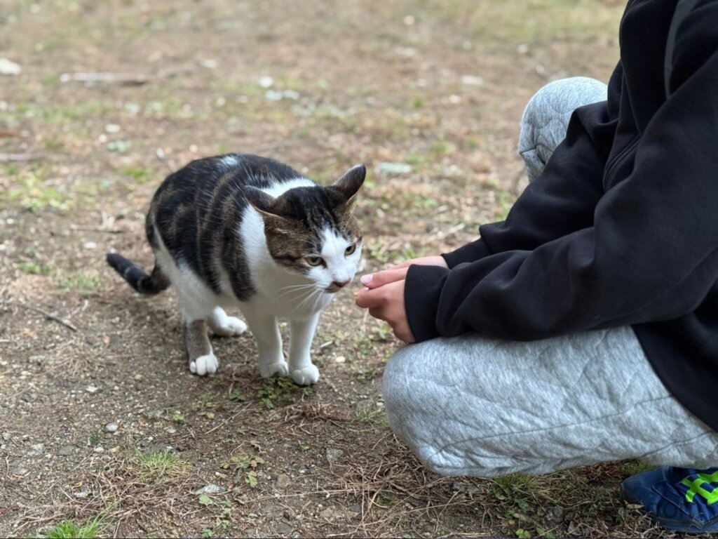 ウッズランドMioの猫