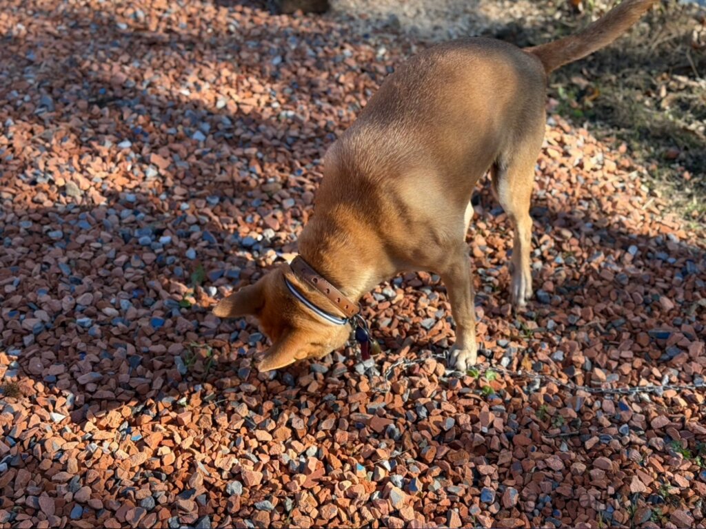 ウッズランドMioの犬